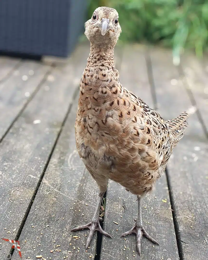 Karla...was guckst du